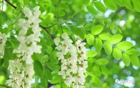 采擷春天的“珍饈野菜”，快來佛坪一飽口福吧！縮略圖