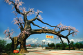 “五一”假期，西鄉(xiāng)櫻桃溝景區(qū)提升現(xiàn)新貌！縮略圖