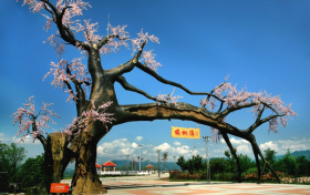 “五一”假期，西鄉(xiāng)櫻桃溝景區(qū)提升現(xiàn)新貌！縮略圖