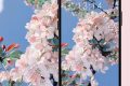 絕美春日壁紙已上新！將漢臺美景裝進手機→縮略圖