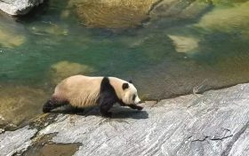 漢中野生大熊貓走紅！泳姿萌翻全國網(wǎng)友！縮略圖