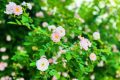 春色滿園！漢中這里的薔薇花開啦，顏值滿分快去打卡~縮略圖