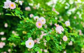 春色滿園！漢中這里的薔薇花開啦，顏值滿分快去打卡~縮略圖