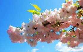 藏不住了！漢臺鮮為人知的踏青賞春好去處→縮略圖