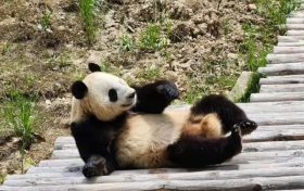 看佛坪大熊貓有多萌！縮略圖