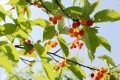 留壩櫻桃紅了！初夏的味道m(xù)in甜！縮略圖