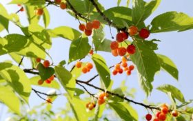 留壩櫻桃紅了！初夏的味道m(xù)in甜！縮略圖