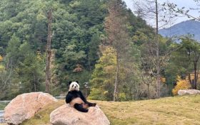 可愛暴擊！秦嶺大熊貓賣萌撒歡現(xiàn)場(chǎng)→縮略圖