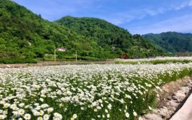 花都開(kāi)好了，來(lái)佛坪邂逅白色浪漫！縮略圖