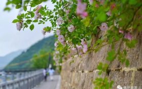 薔薇花怒放！快來(lái)打卡佛坪這些“網(wǎng)紅花墻”！縮略圖