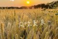在漢臺，有一種浪漫叫風(fēng)吹麥浪！縮略圖