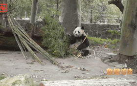 央視報道：與“熊貓院士”一起開啟佛坪尋貓之旅！縮略圖