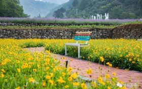免費賞！佛坪百畝花海驚艷怒放！縮略圖