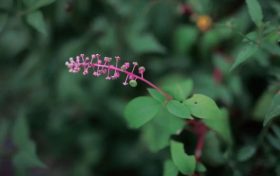警惕花粉過敏 | 秋季花粉致敏性更強(qiáng)！縮略圖