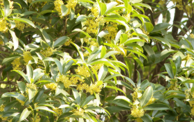 金秋丹桂齊綻放 滿城皆是桂花香縮略圖