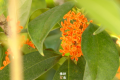 真香！“桂花味”的漢中正在回歸！縮略圖