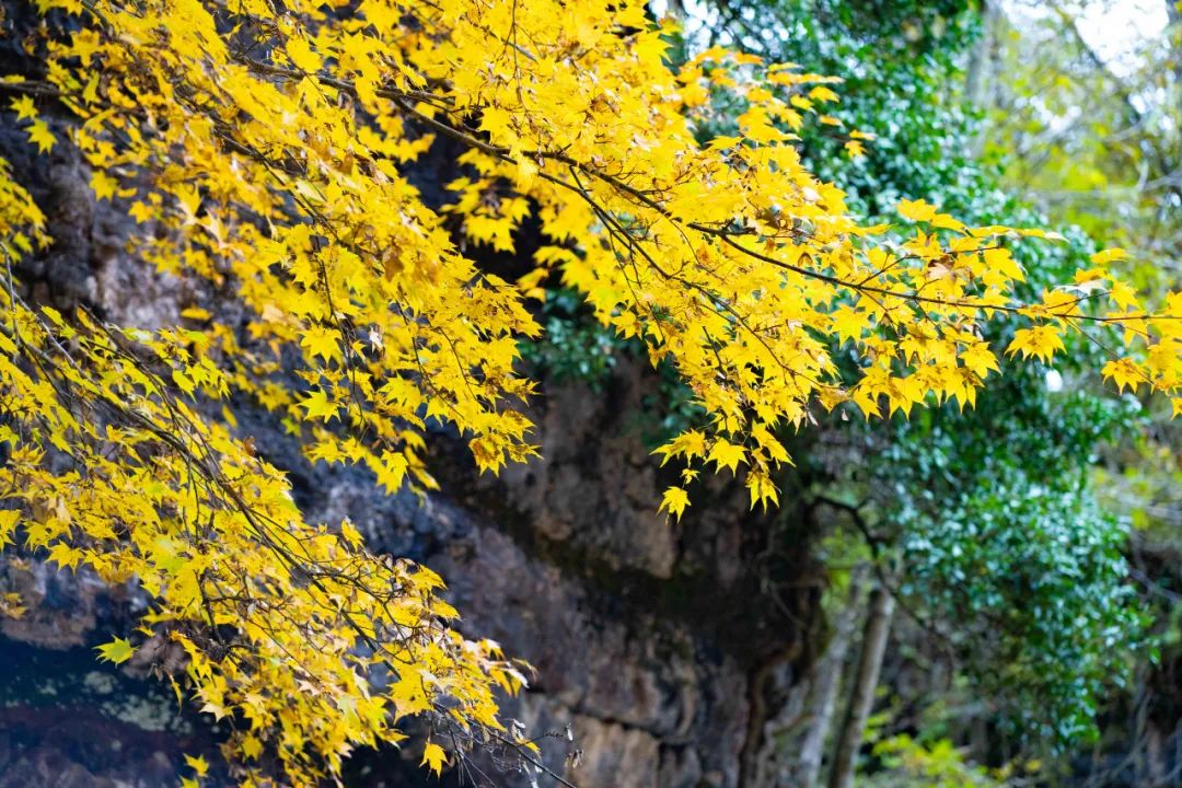 10月1日，漢中黎坪景區(qū)秋高氣爽、景色秀美，還不擁擠，趕緊出發(fā)嘍！
