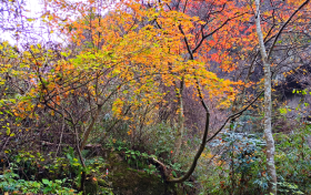 漢中未來一周冷空氣頻繁！詳情→縮略圖