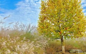 五彩斑斕好個(gè)秋！來(lái)漢臺(tái)看秋日限定美景縮略圖