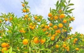 秋意濃，桔子紅，城固桔園迎來采摘季縮略圖