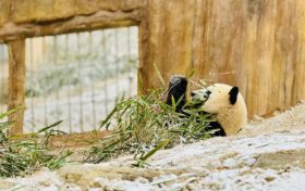 漢中多地下雪了，陜西氣象最新發(fā)布→縮略圖