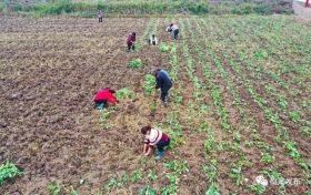 秋種秋管正當時 繪就鄉(xiāng)村好“豐”景縮略圖