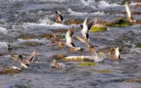 多種候鳥來佛坪越冬！開啟觀鳥體驗→縮略圖