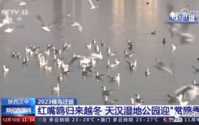 央視聚焦的“冬日精靈”，你“鷗”遇了嗎縮略圖