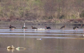 全國僅存2000只！“鳥中大熊貓”飛抵洋縣縮略圖