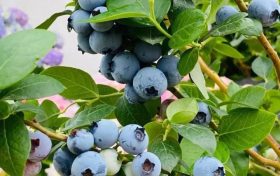 陜西鄉(xiāng)黨：“我的家鄉(xiāng)特產(chǎn)是特地瞞著我產(chǎn)的嗎？”縮略圖