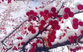 宛若仙境！漢臺(tái)景區(qū)絕美雪景上線縮略圖