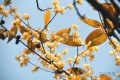 真香預(yù)警，臘梅花開(kāi)！縮略圖
