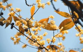 真香預(yù)警，臘梅花開！縮略圖