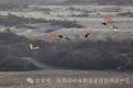 罕見！白鸛、黑鸛、白琵鷺、朱鹮在漢中“同框”縮略圖