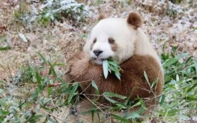 我們的“國寶”！是他們守護(hù)→縮略圖
