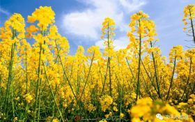 漢臺2024最美油菜花海系列活動重磅來襲！縮略圖