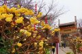 花開又一年，結(jié)香沁滿園縮略圖