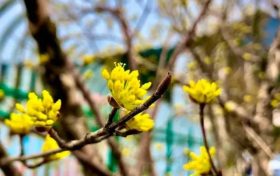 花事可期！佛坪萬畝茱萸花即將迎來絢爛時刻！縮略圖