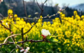 來鎮(zhèn)巴，我們準(zhǔn)備了一個關(guān)于三月的金色夢境縮略圖