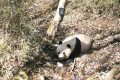 春天，在秦嶺和大熊貓偶遇縮略圖