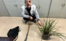 提醒，野生蘭草不能采！縮略圖