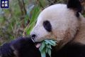 央視新聞：“滾滾”下山嘍！名場面除了“趕竹”，還有……縮略圖