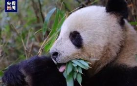 央視新聞：“滾滾”下山嘍！名場(chǎng)面除了“趕竹”，還有……縮略圖