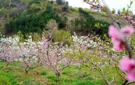能賞花、能摘果，孕育致富新希望！縮略圖