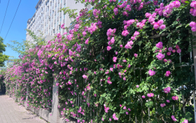 花都開好了，東關(guān)最美花墻等你來打卡！縮略圖