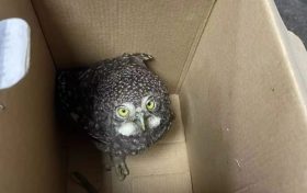 宗營(yíng)派出所連續(xù)救助5只“萌”禽縮略圖