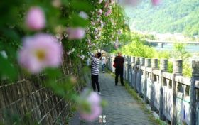 佛坪初夏，薔薇花開(kāi)已傾城！縮略圖