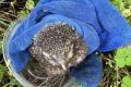 “萌”禽落難！民警成功救助國家二級保護動物縮略圖