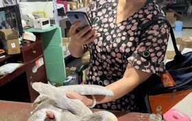 警民合力成功救助一級保護動物朱鹮縮略圖