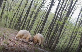 不只是大熊貓，多種珍稀野生動物頻頻亮相留壩縮略圖